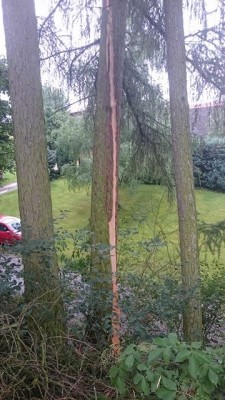 blitzschlag_baum_12072016.jpg